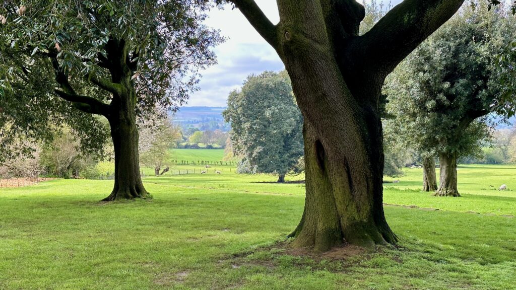 View between two trees across the green pasture at Hidcote Manor Garden. The upper edge of the stone ha-ha wall is just barely visible across the lower third of the picture, with grazing sheep beyond.
