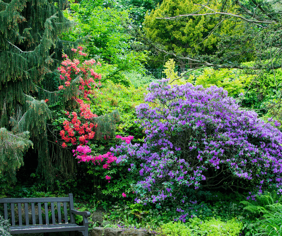 View from a garden path at Fletcher Moss lined with flowers and greenery.
