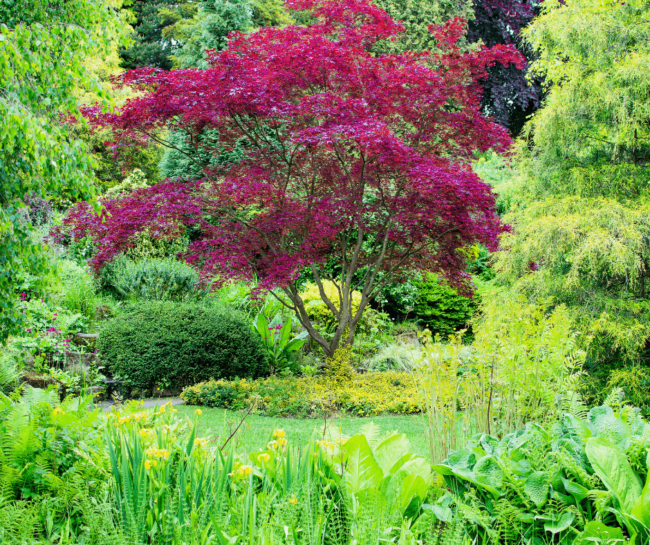A woodland trail at Fletcher Moss Botanical Garden surrounded by tall trees