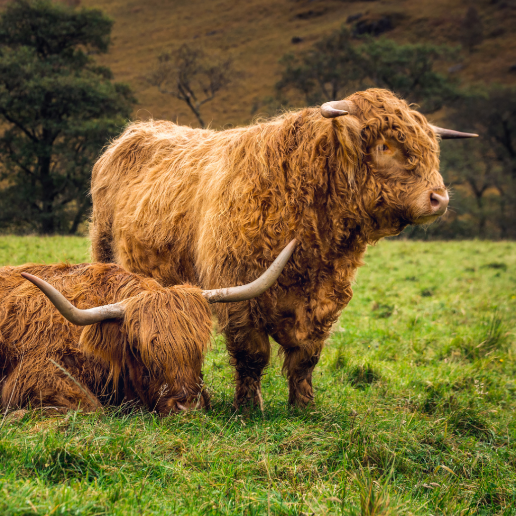 Highland cattle in the western Scottish Highlands, Scotland