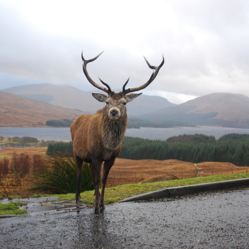 A native red deer crosses the road in the Scottish Highlands, Scotland