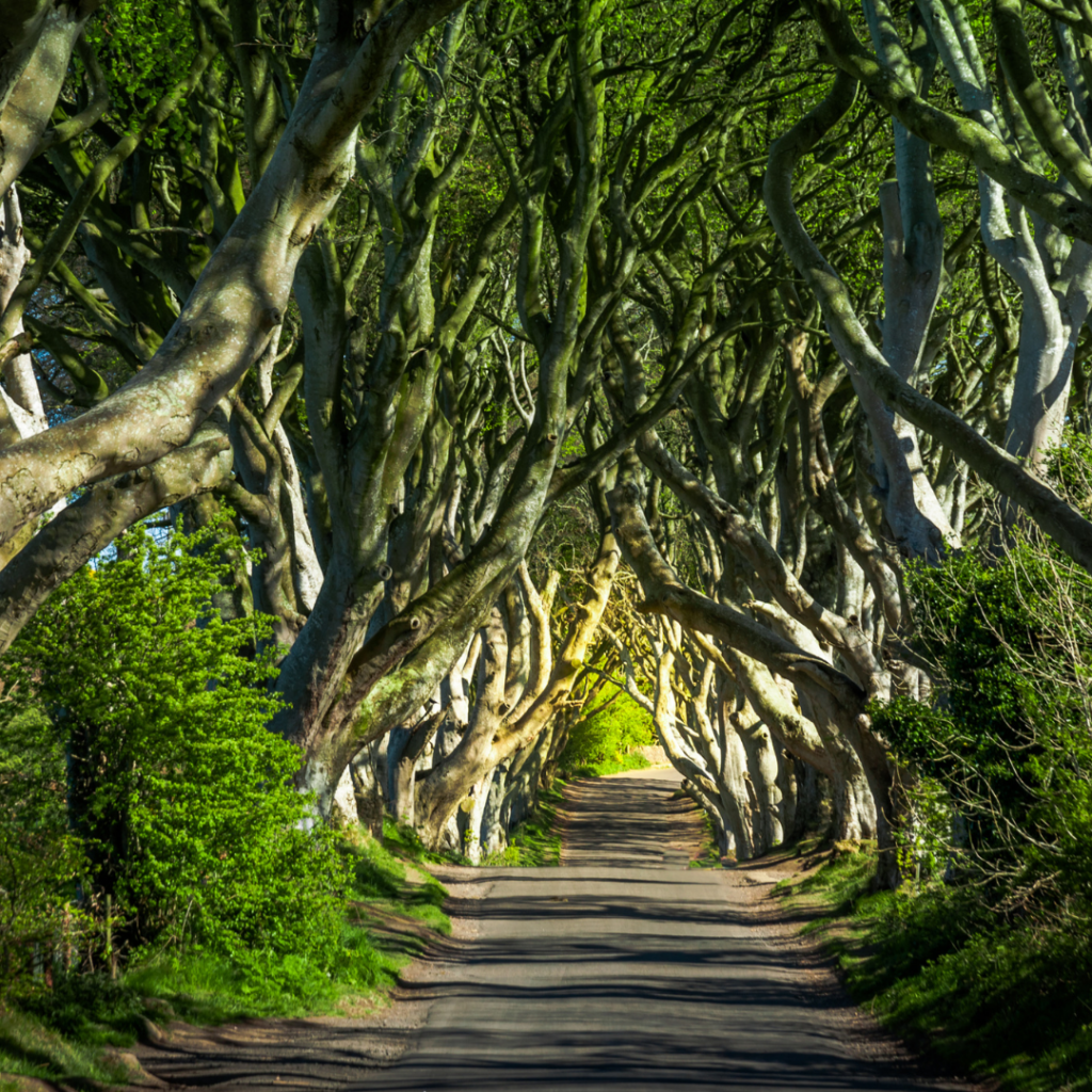 The Dark Hedges, a Game of Thrones filming location and one of the most famous locations in Northern Ireland