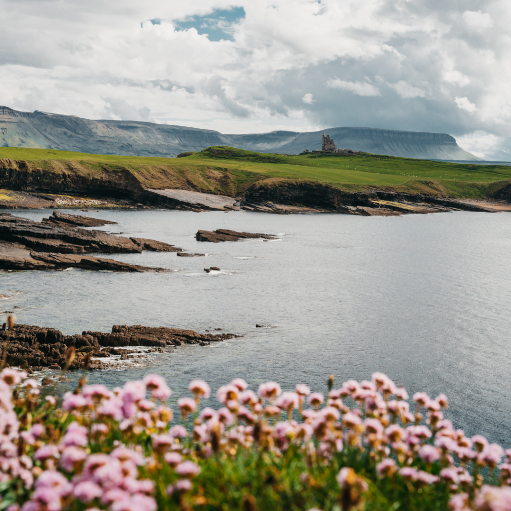 Flowers blooming along the coast in Sligo, Ireland