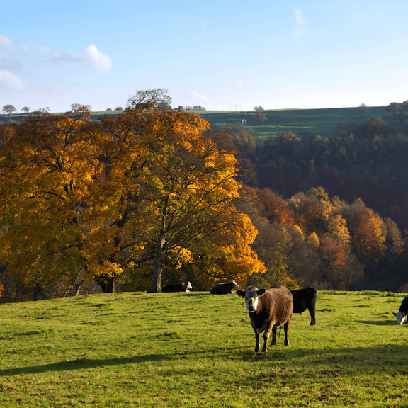 Cows stand in an Autumn field in the Cotswolds