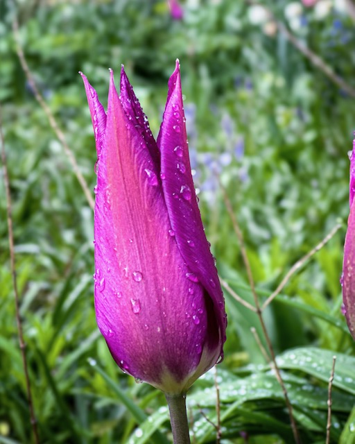 A spring tulip with drops of water in Hidcote garden