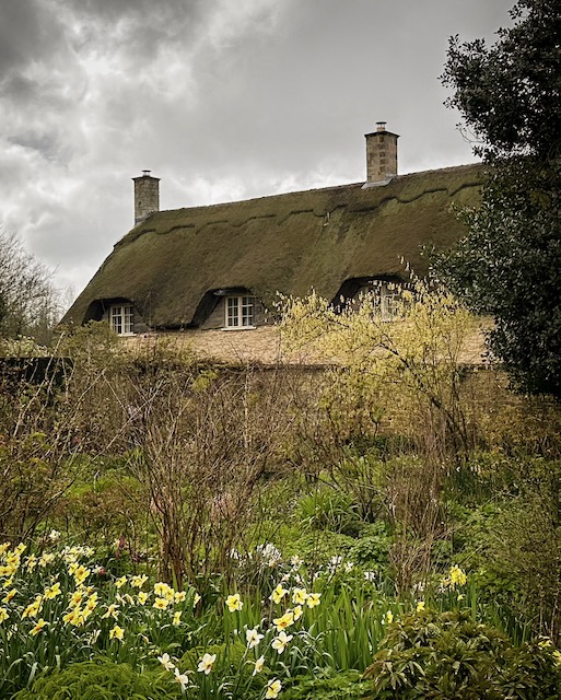 A thatched cottage and blooming daffodils