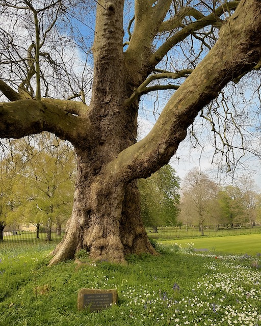 A Great Plane Tree on the Magdalene College green