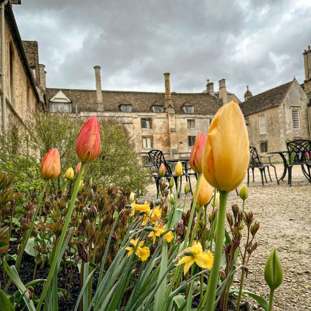 Tulips bloom at Lacock Abbey in spring