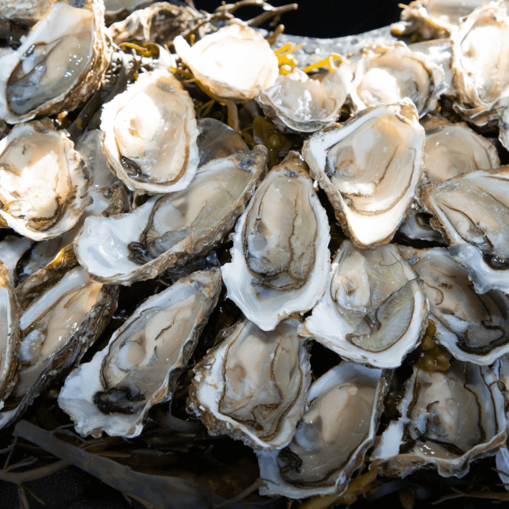 Oysters from Arcachon in Bordeaux