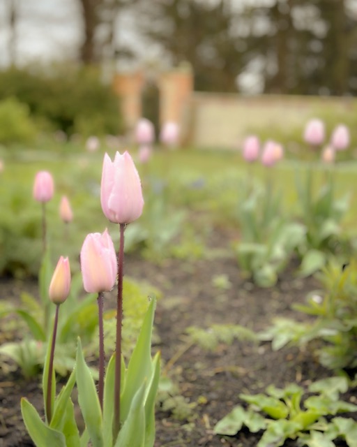 Tulips blooming in the walled garden of Castle Howard