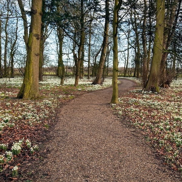 Snowdrops bloom in the gardens of Bourton Agnes Hall