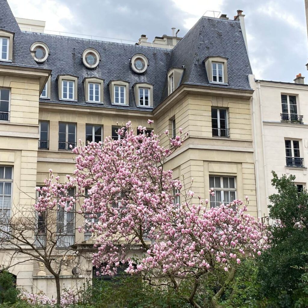 Pink flowering tree in front of a stunning example of French architecture in Le Marais