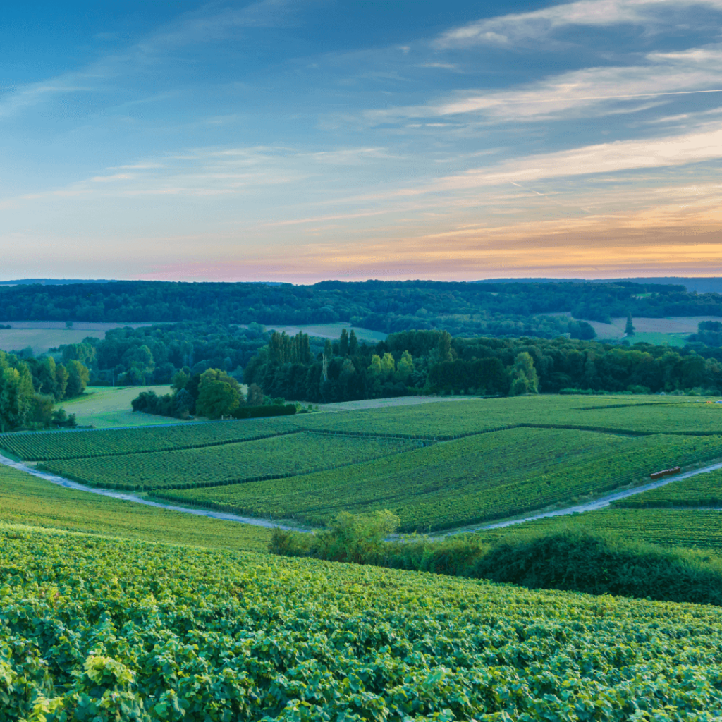 Sweeping view over the vineyards in the Champagne region as the sun is rising in an orange and blue colored sky