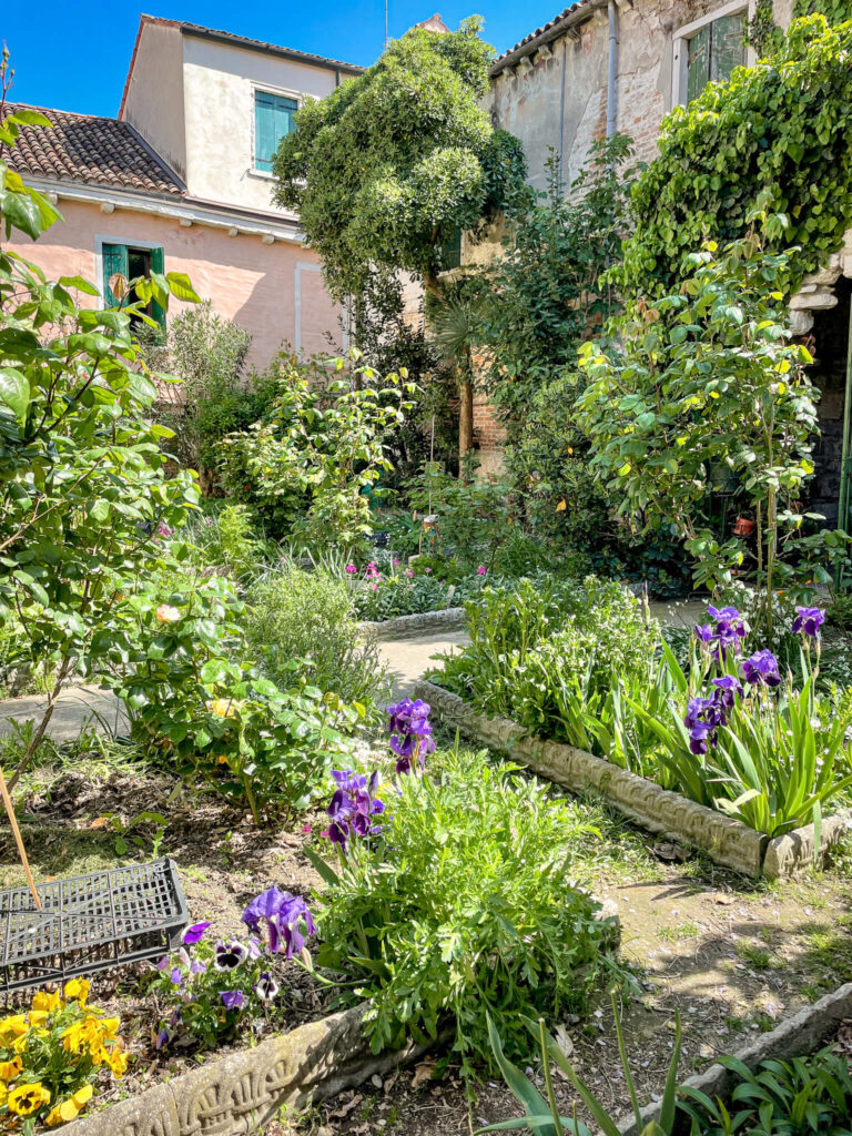 Iris in the front garden of a home on Giudecca island in Venice, Italy