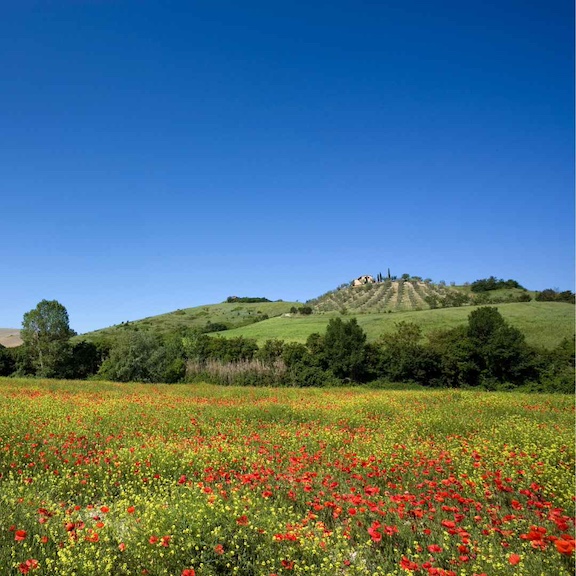 Red flowers blooming in the green fields of the spring countryside in Tuscany Italy