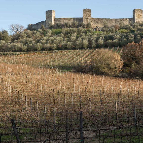 Bare vineyards of Tuscany during winter