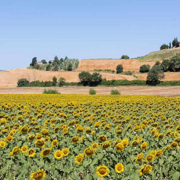 A field of sunflowers during summer in Tuscany Italy